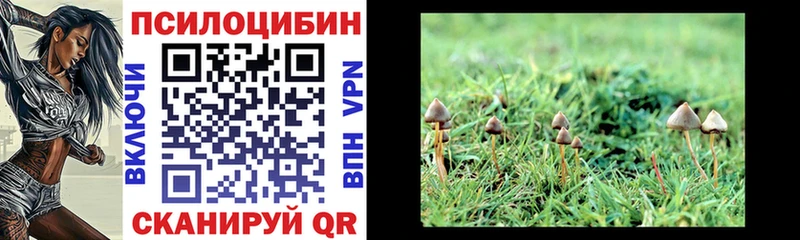 закладки Артём Псилоцибиновые грибы Magic Shrooms